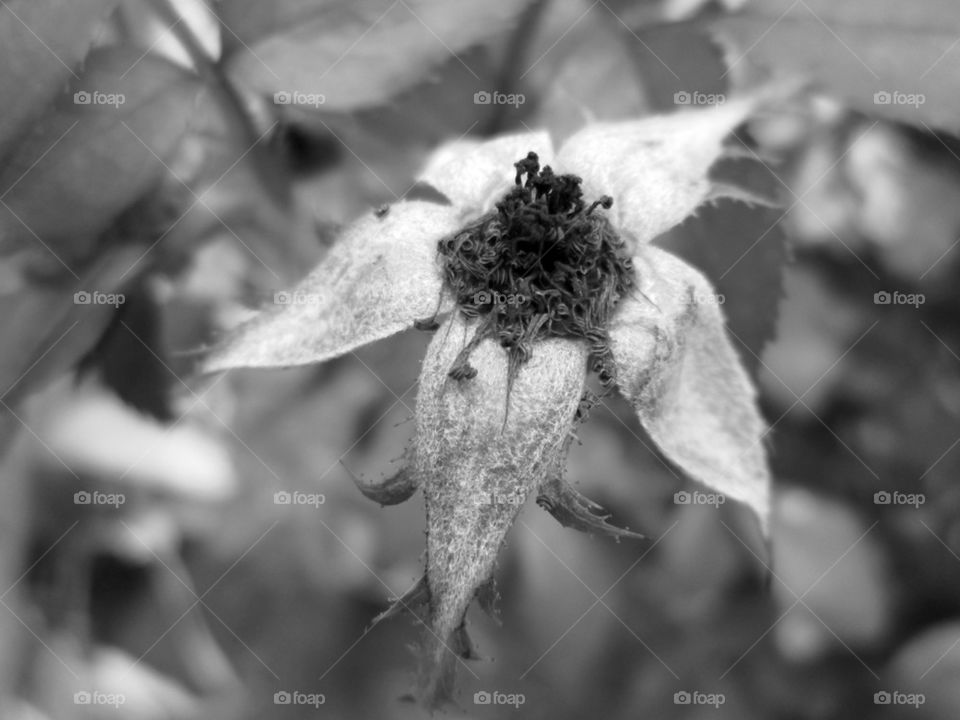 A flower may wilt and die, but the beauty still remains throughout the