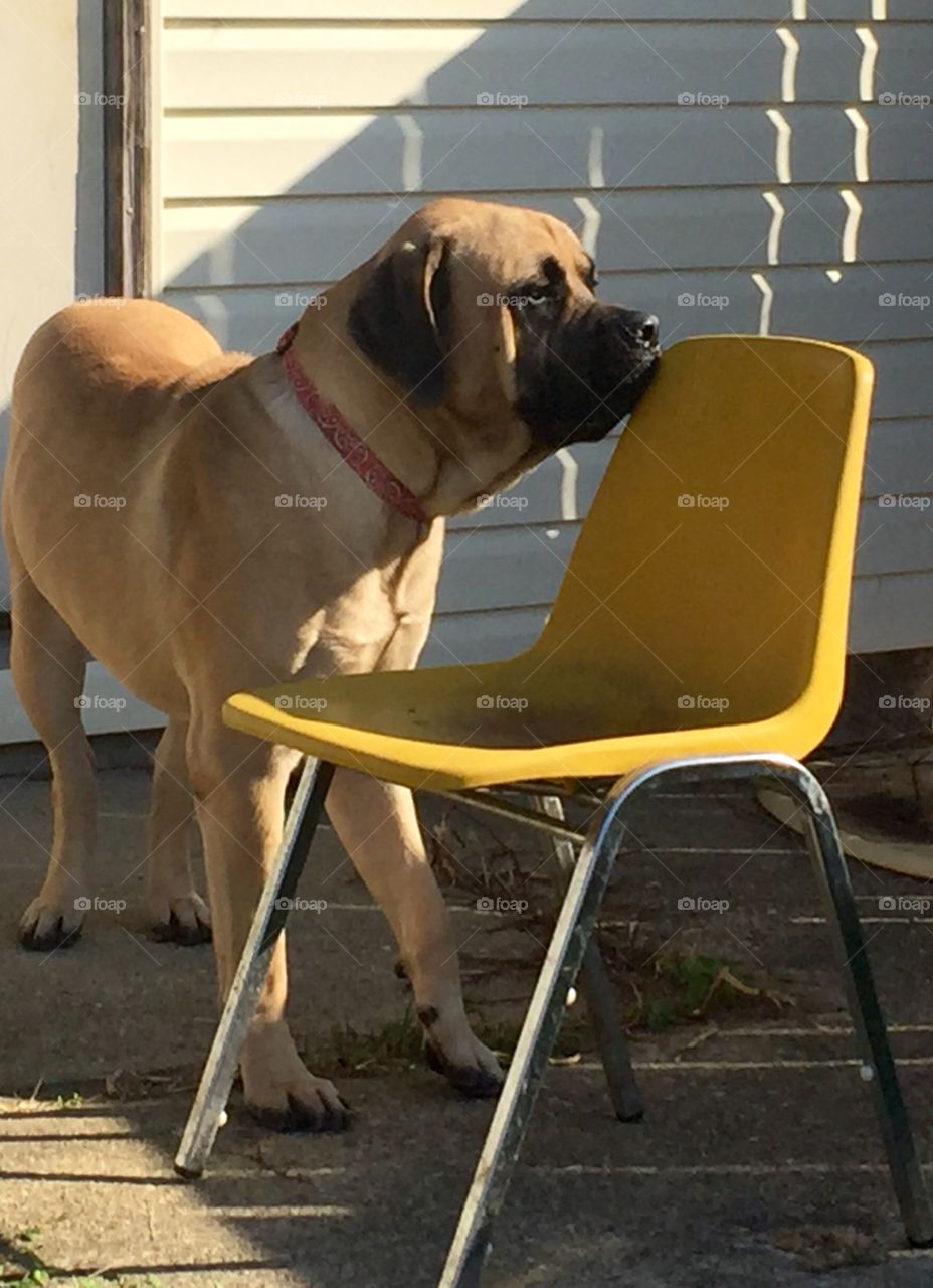 I am an English Mastiff puppy, my name is Elliott, I love running in the backyard and that chair is my, however, once in a while I let my master sit in it.