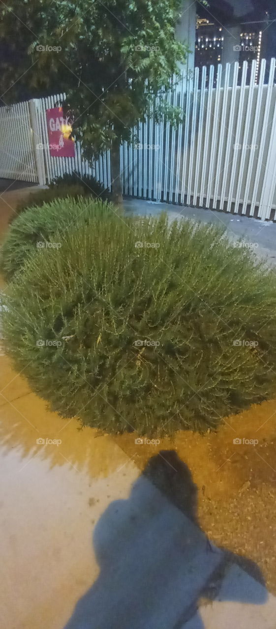 desert plants for casino landscape