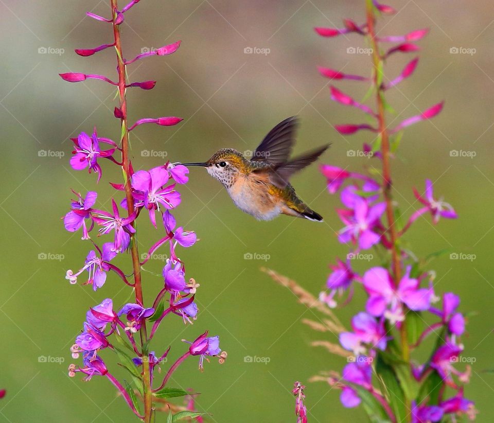 hummingbird in flight