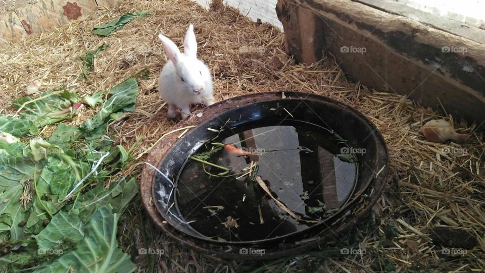 A  white rabit