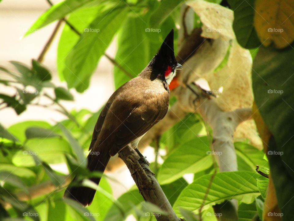 The red-whiskered bulbul (Pycnonotus jocosus), or crested bulbul, is a passerine bird found in Asia. It is a member of the bulbul family.