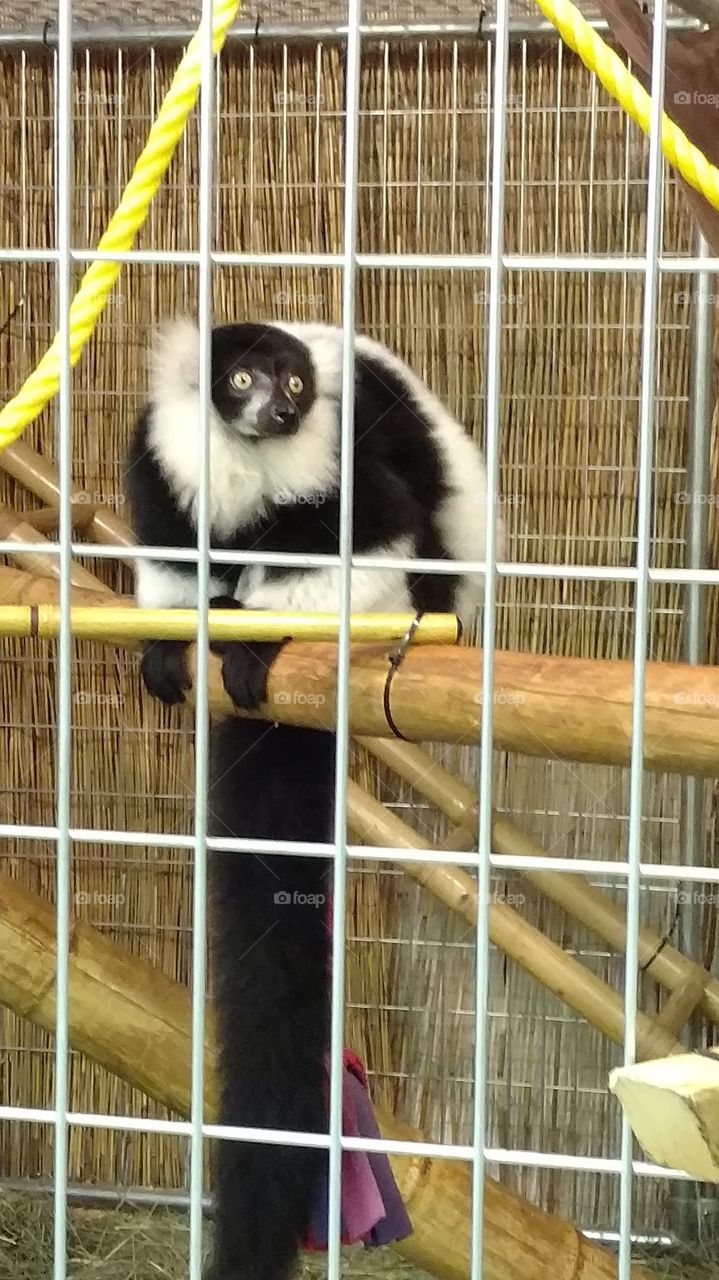 black and white lemur