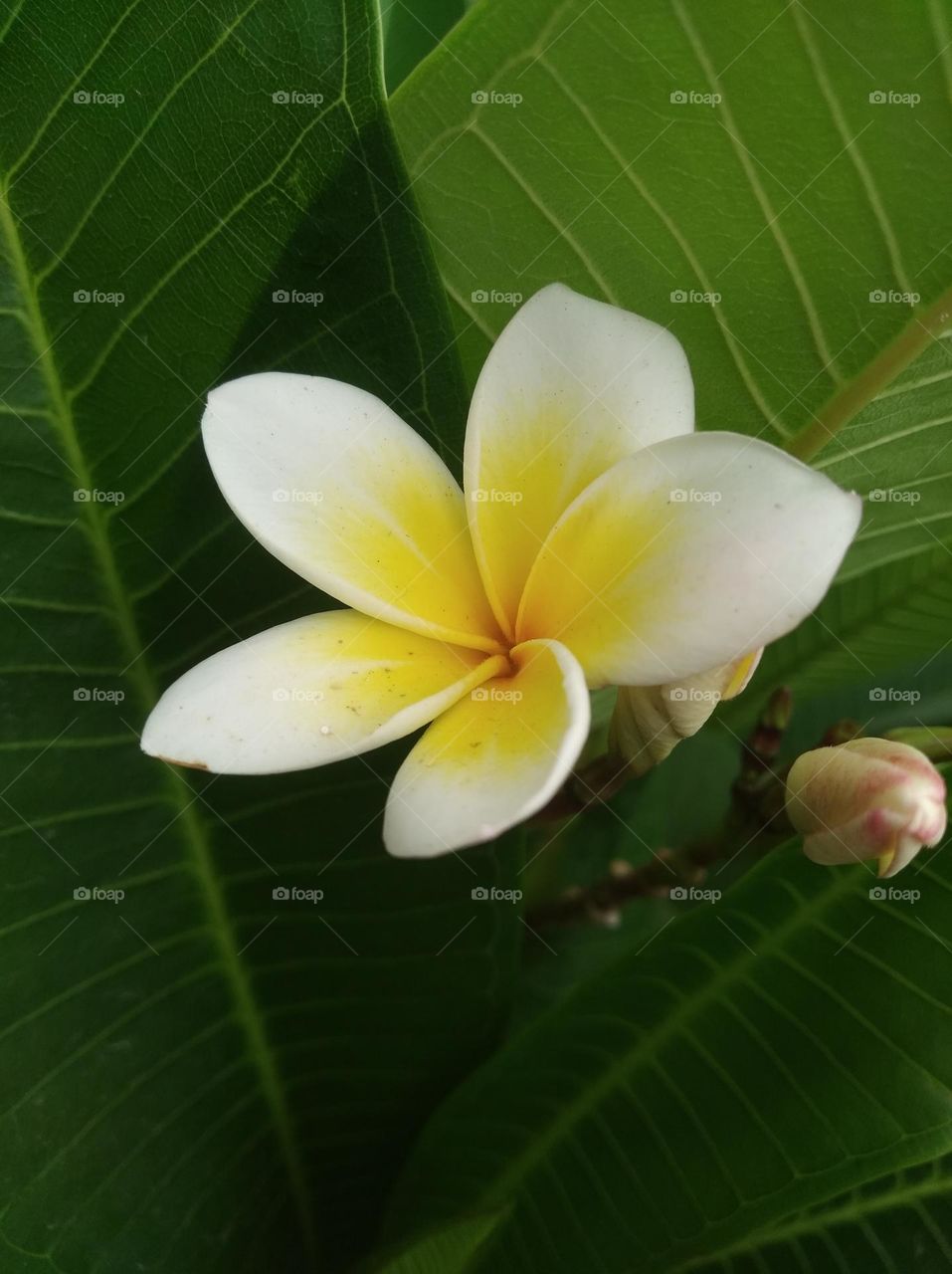 white and yellow flower seasonal fresh shurb small size looks very beautiful generally found everywhere seasonal fresh