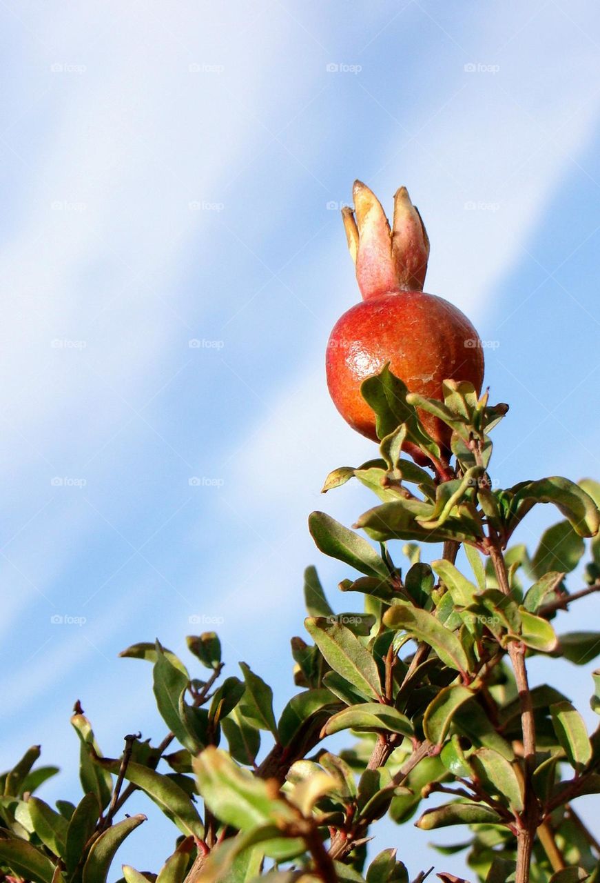 Pomegranate 😋