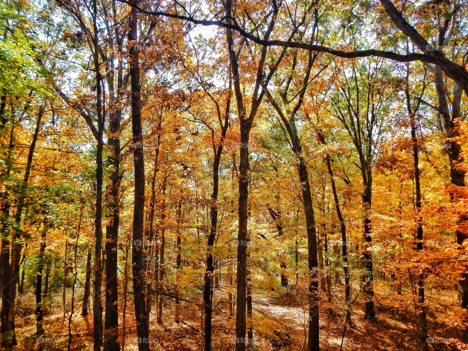 Fall in the forest