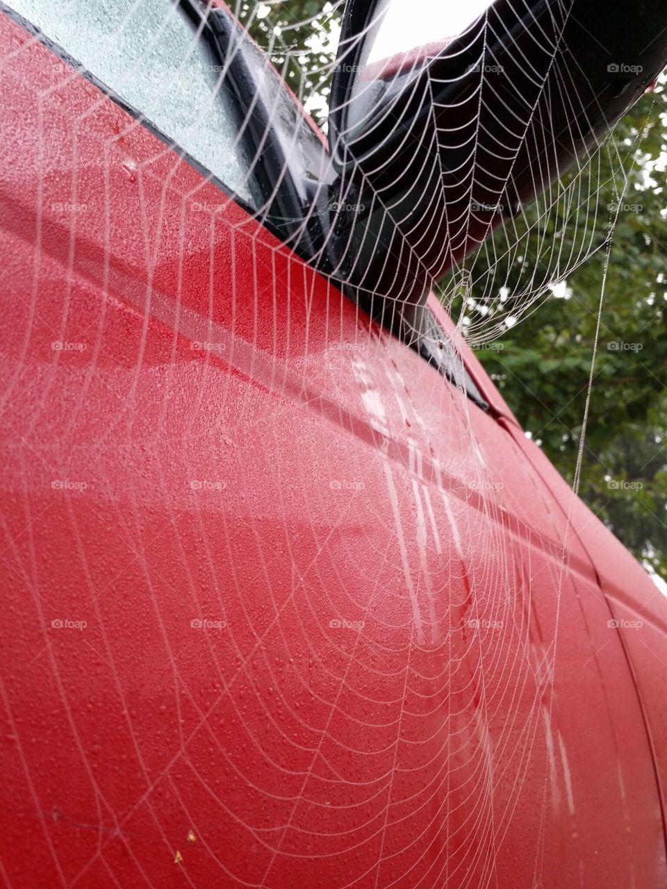 Spiderweb early in the morning