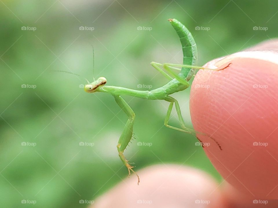 Connecting with nature.  God's creatures come in all shapes and sizes.  Even the tiny ones have personality.