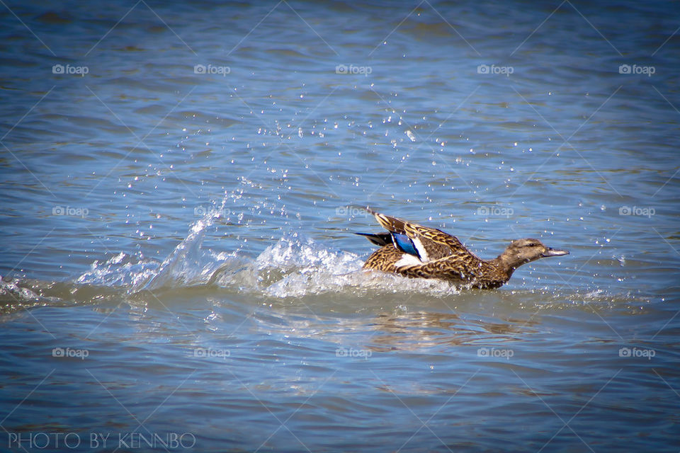 Operation: Splash Down, Complete.