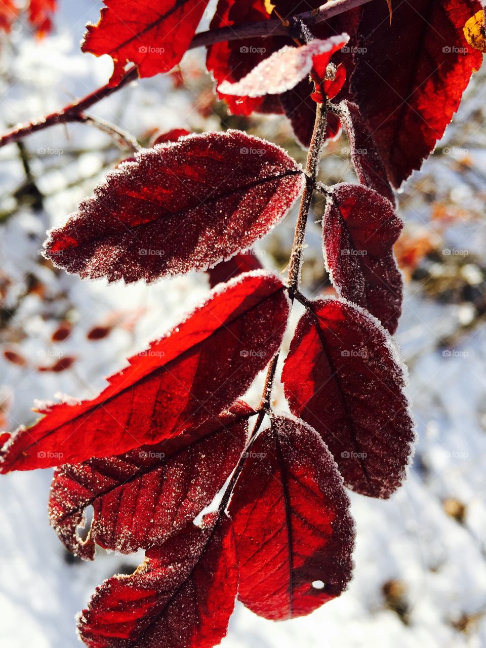 Bright Red leaf+Winter frost looks beautiful in the sun 