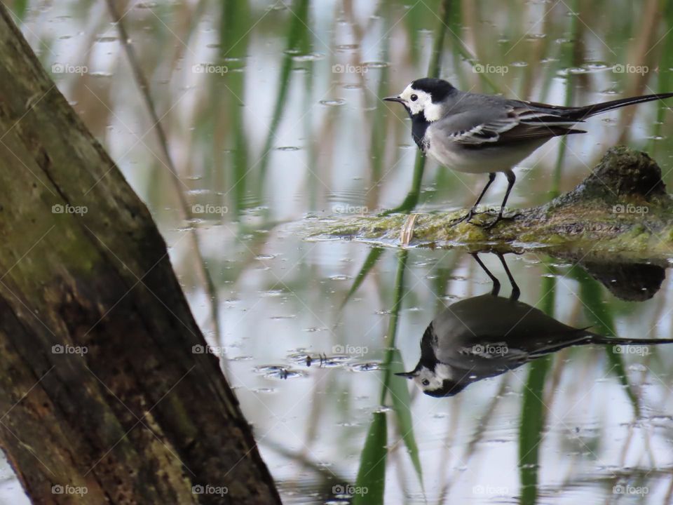 White Wagtail with Reflection