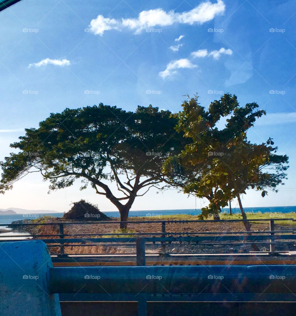 Tree by the sea side 