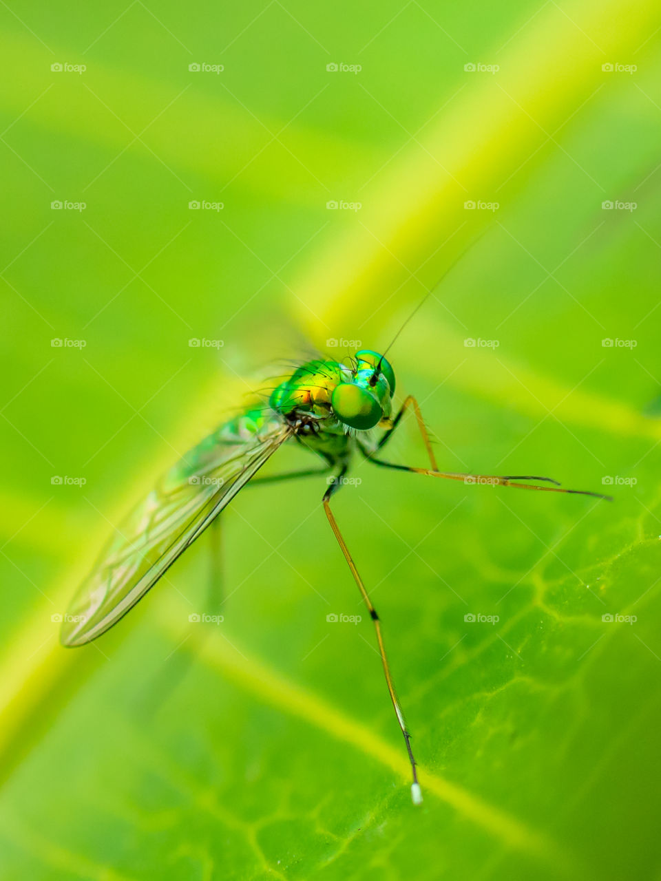 Long-legged Fly