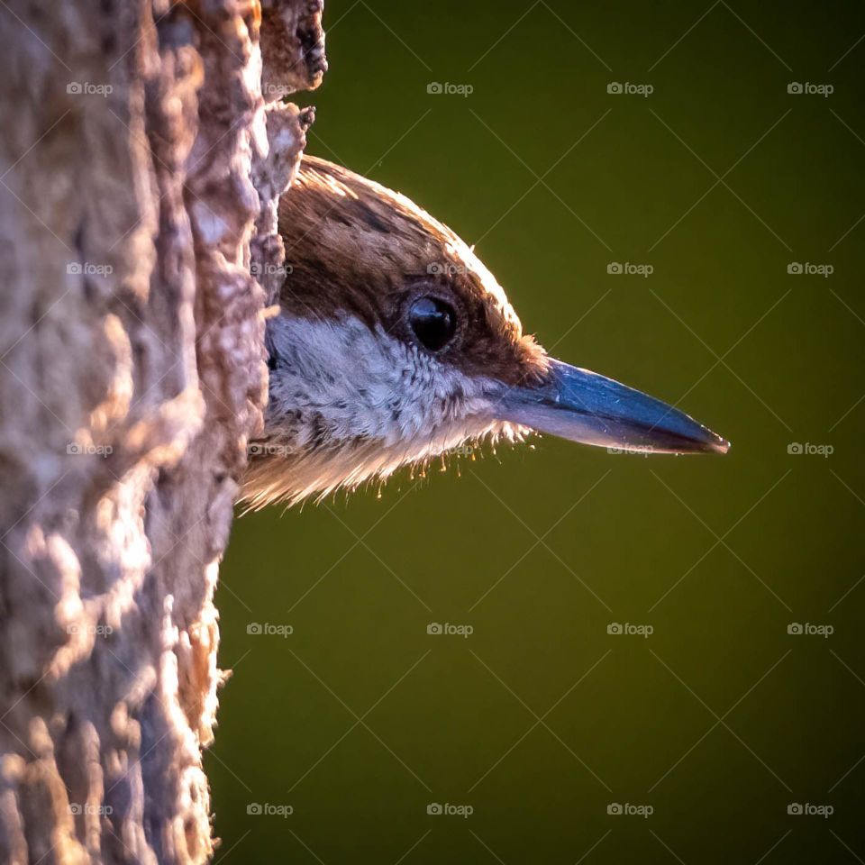 A brown headed nut hatch peeks from behind the tree. 