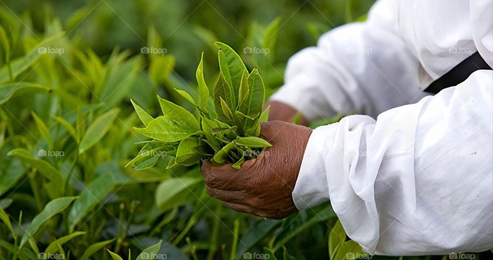 Woman working hard in the field during summer under the bright sun.!