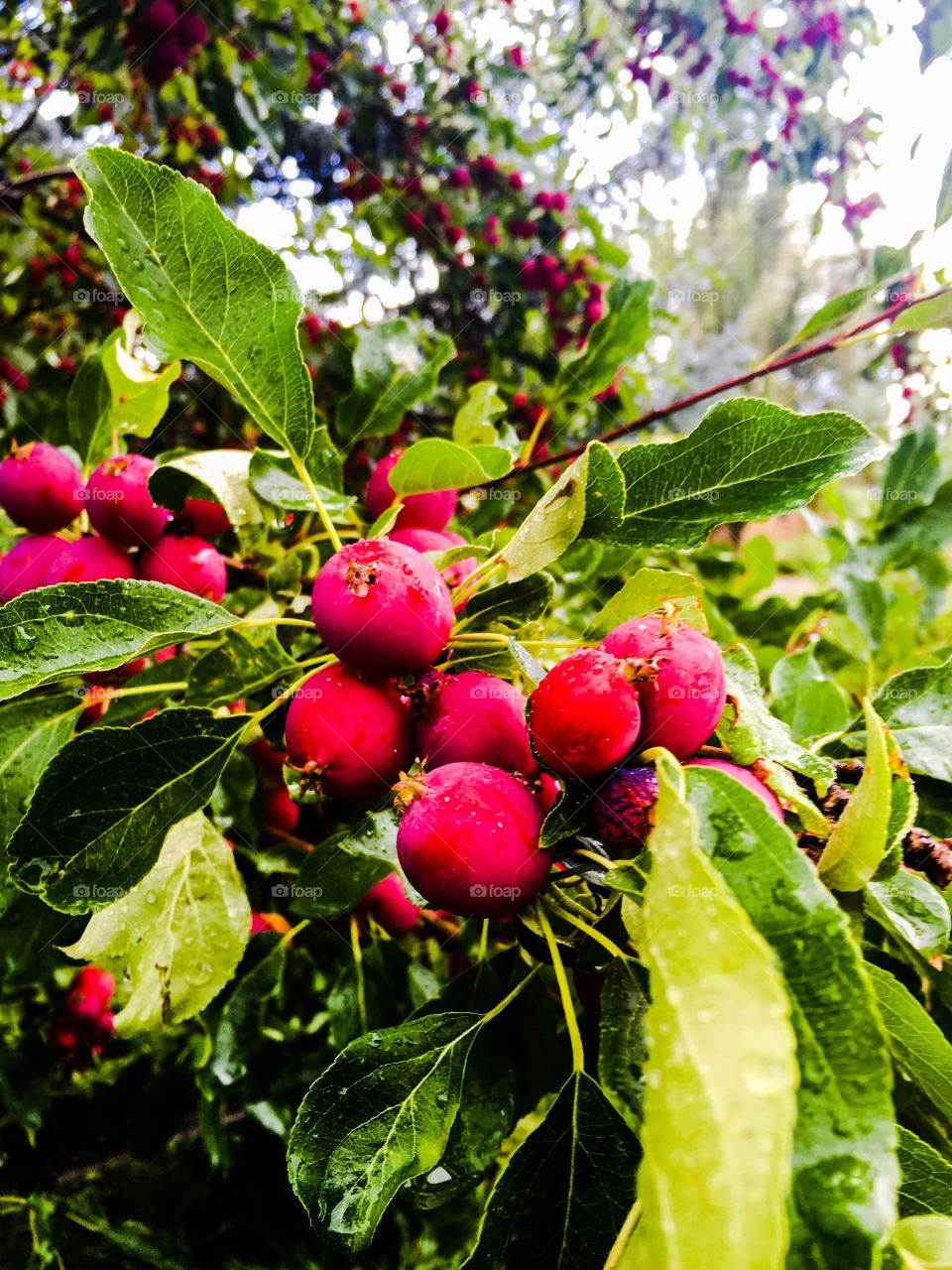 Crab apples