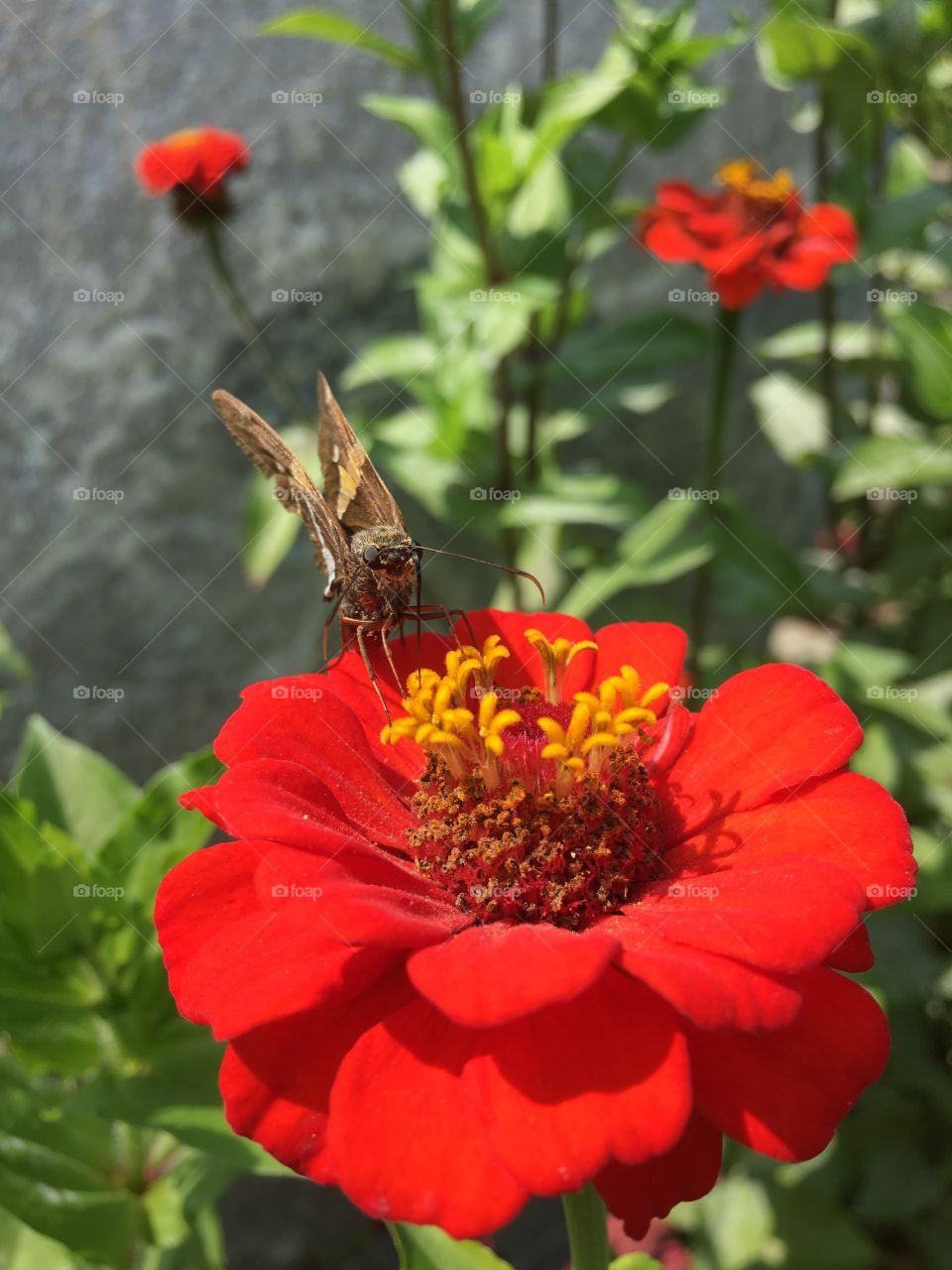 Butterfly on zinnia