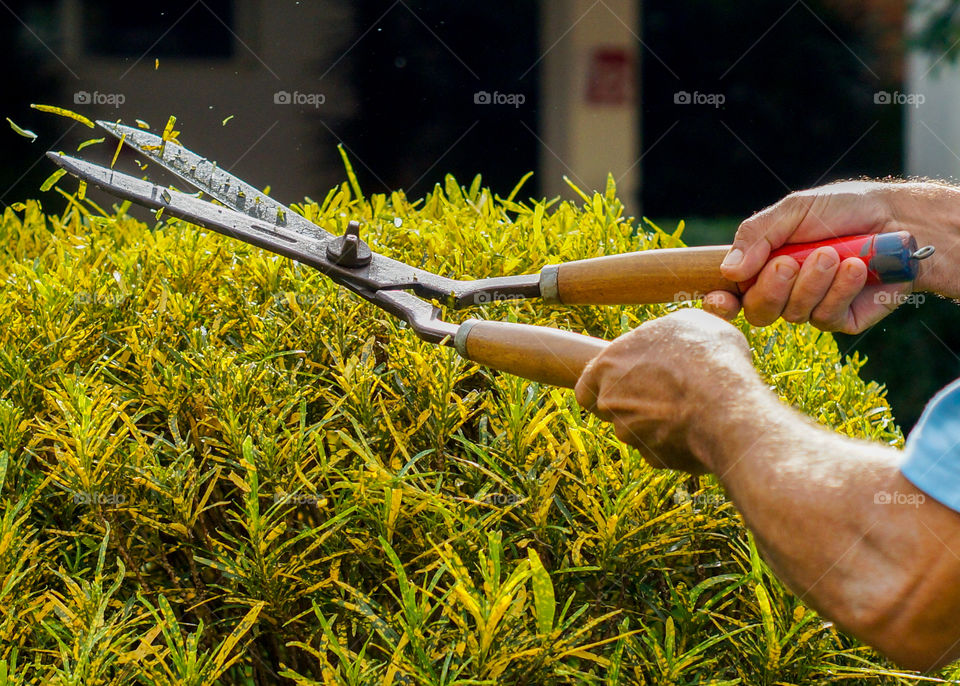 Gardener pruning the bushes with shears