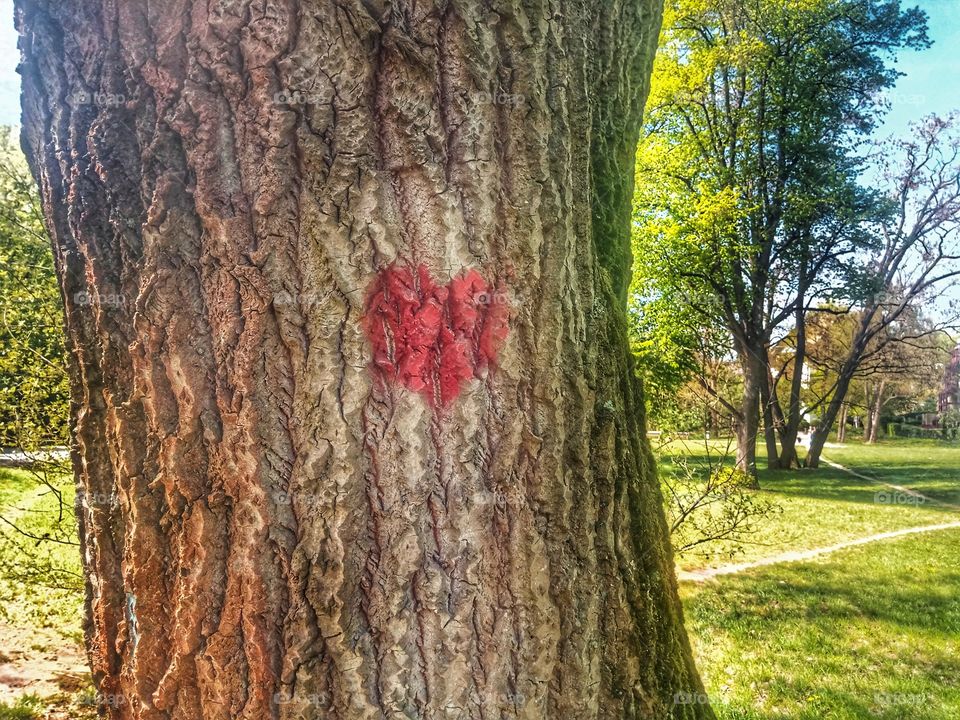 Heart on a tree