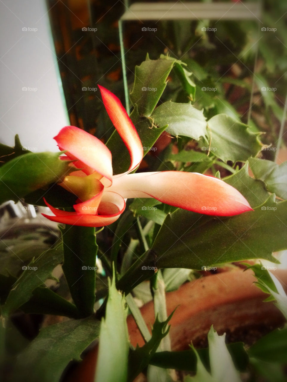 plant mirror holidays christmas cactus by eastofsheridan