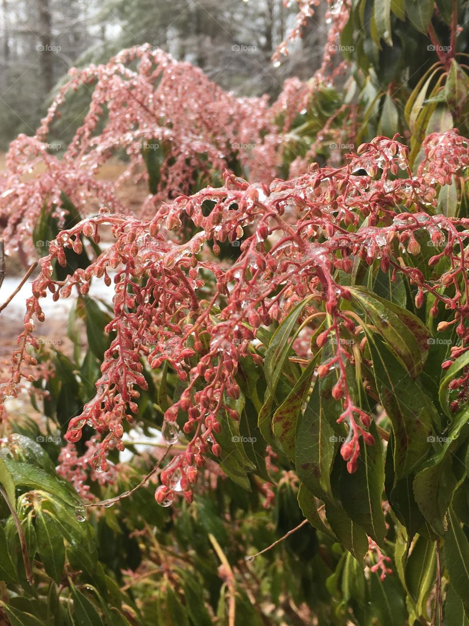 Frozen ice covered flower buds during Spring in Maine.