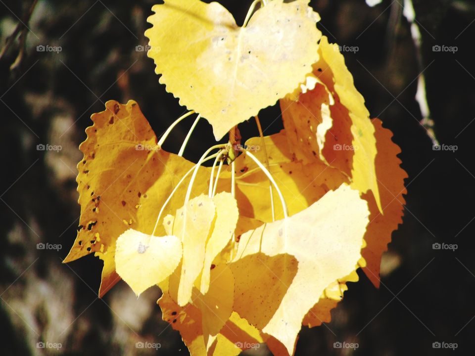yellow leaves on a tree