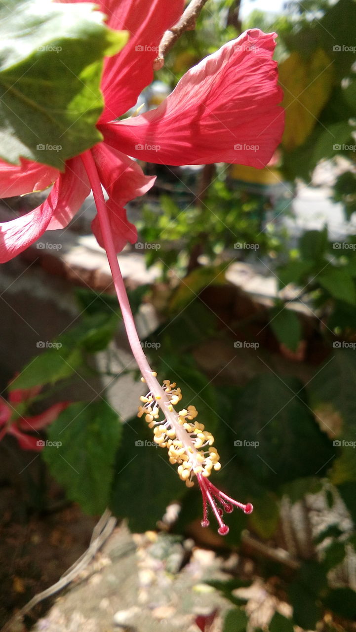 Hibiscus rosa-sinensis flower macro  mode