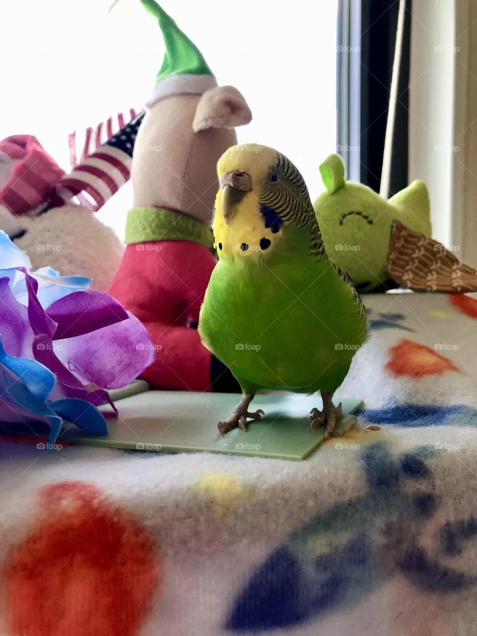 Family pet Coco 🦜🌿