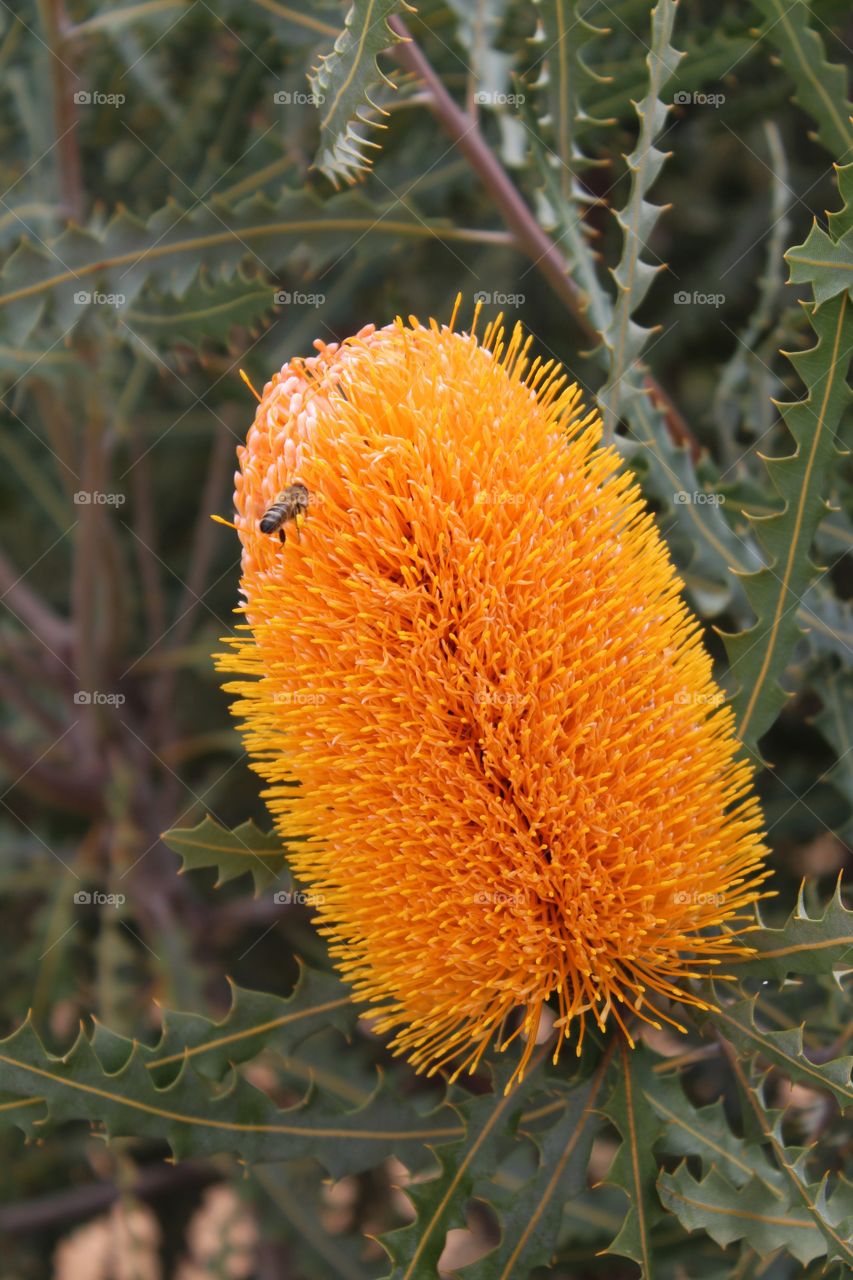 Big beautiful flower of an Australian beauty