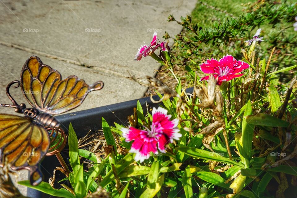 Garden. Flowers & Whimsy