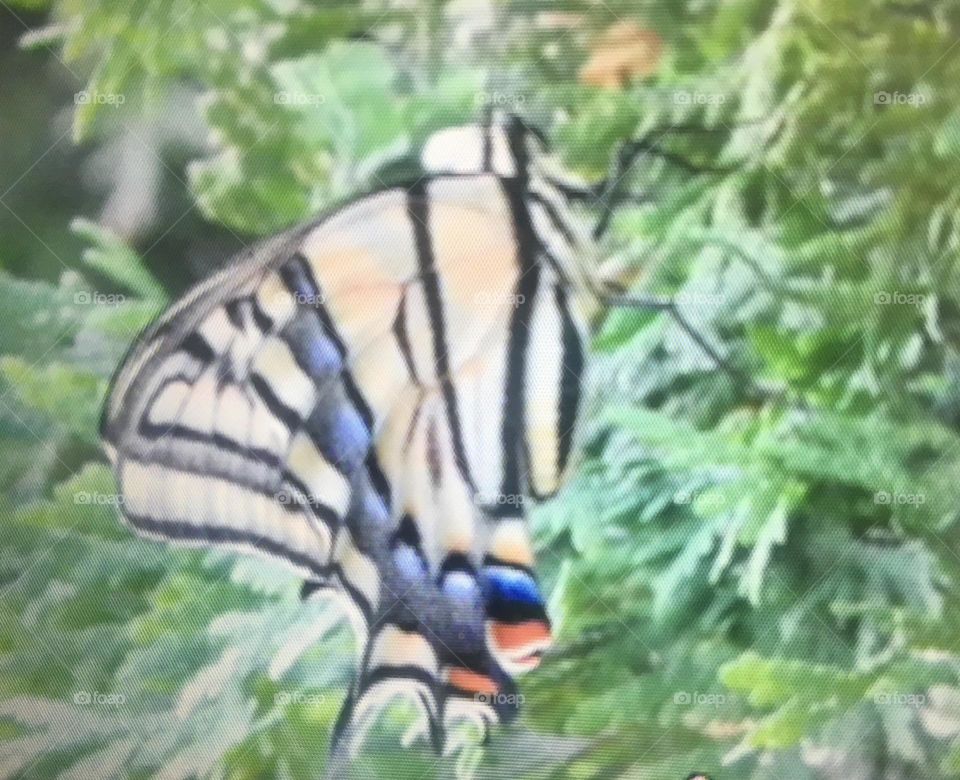 This beautiful, big butterfly flew past my window and I seen it, went outside and it had landed on a green cedar tree on sunny summer day, so colourful and big I had to take a picture of it! Nature is so wonderful!