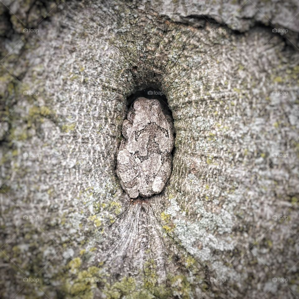 Frog in a tree
