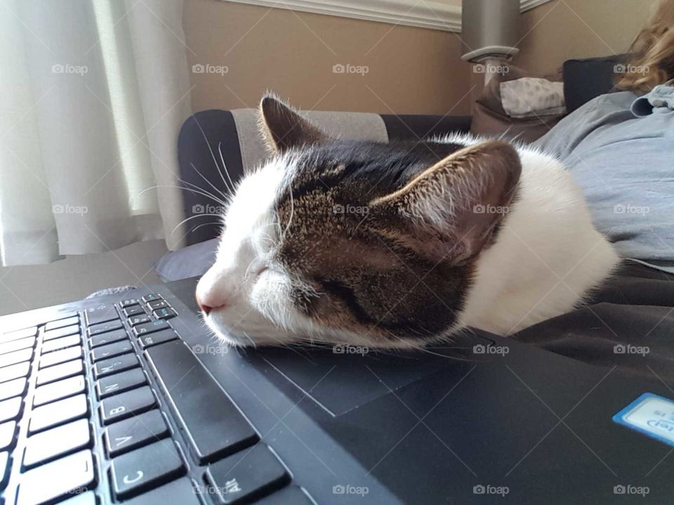 laptop puss