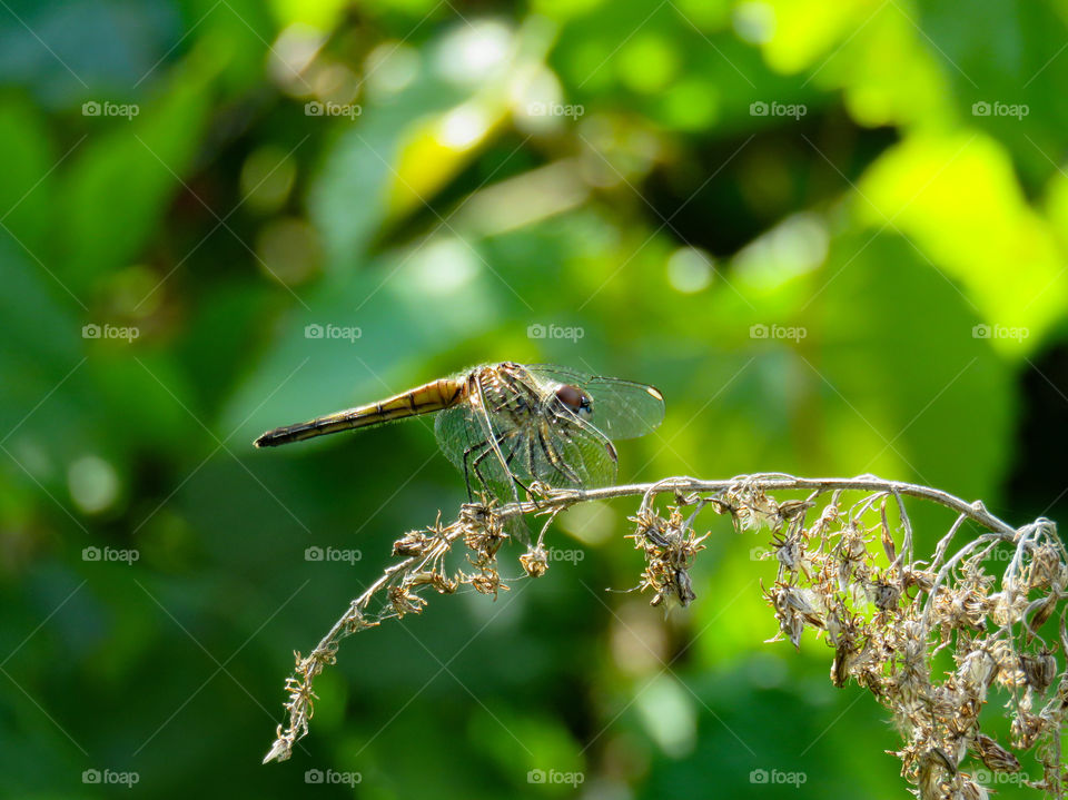 dragonfly