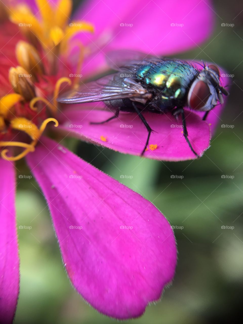 Scintillating fly