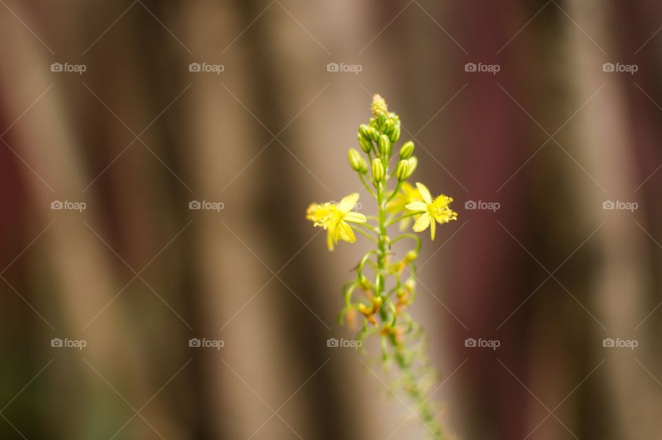 Delicate flower 