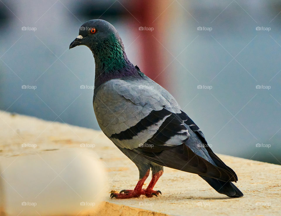 Bird photography  - dove  - feather