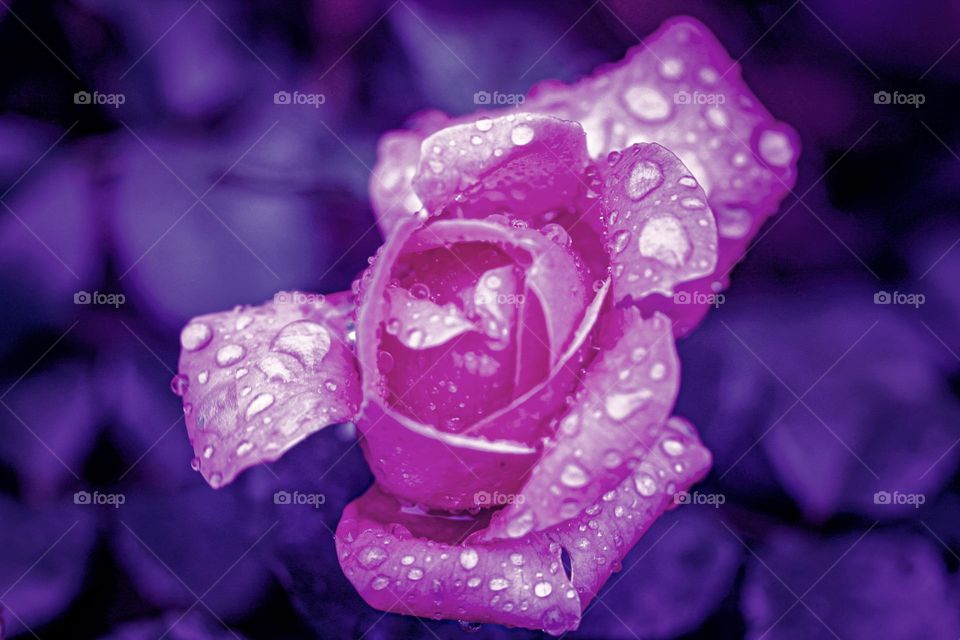 A purple rose at the rain