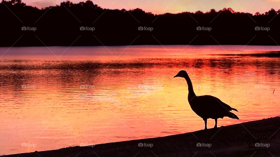 Waterfowl silhoette in stunning reflections of the sunset