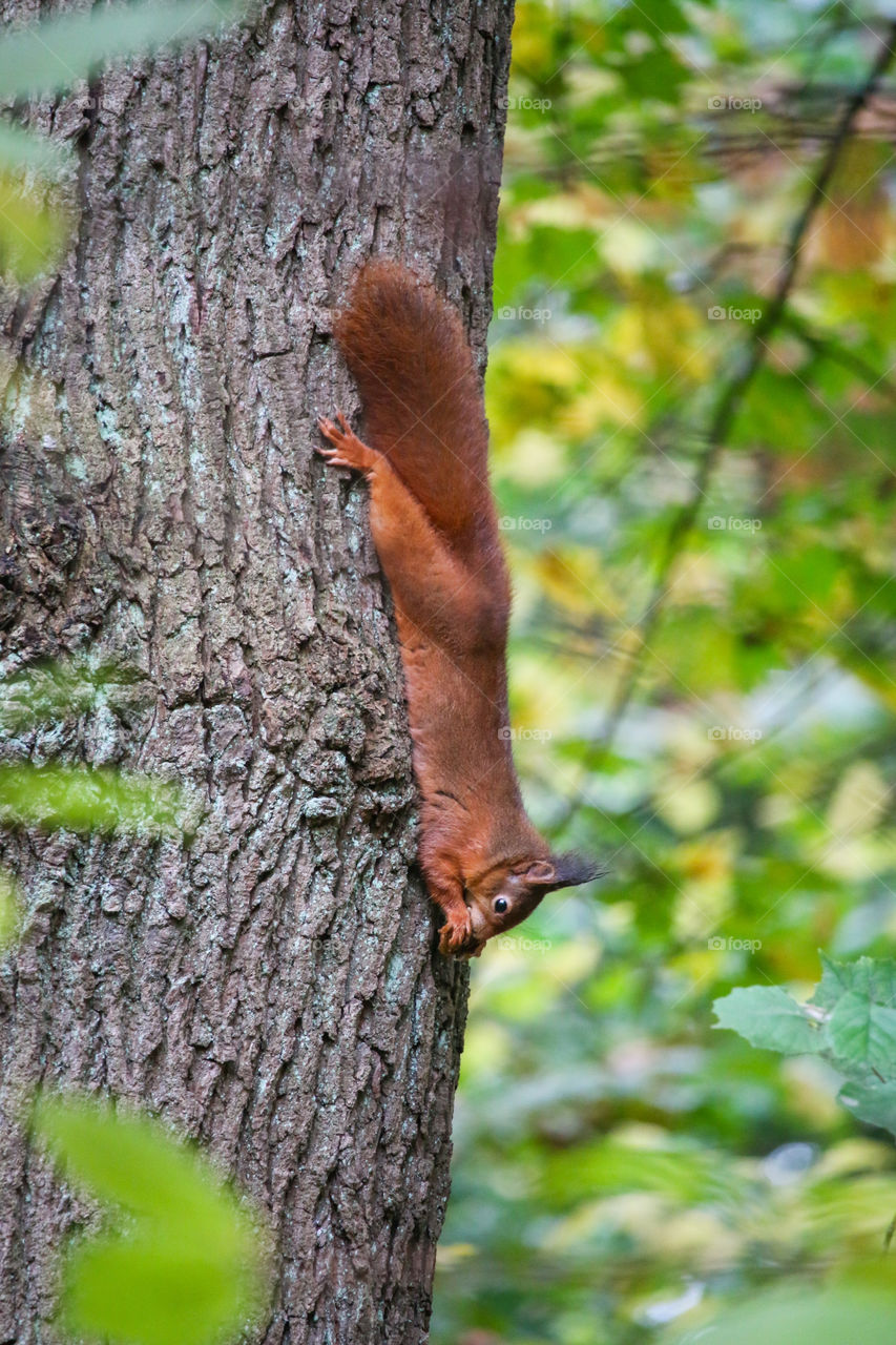 Red squirrel upside down on a tree