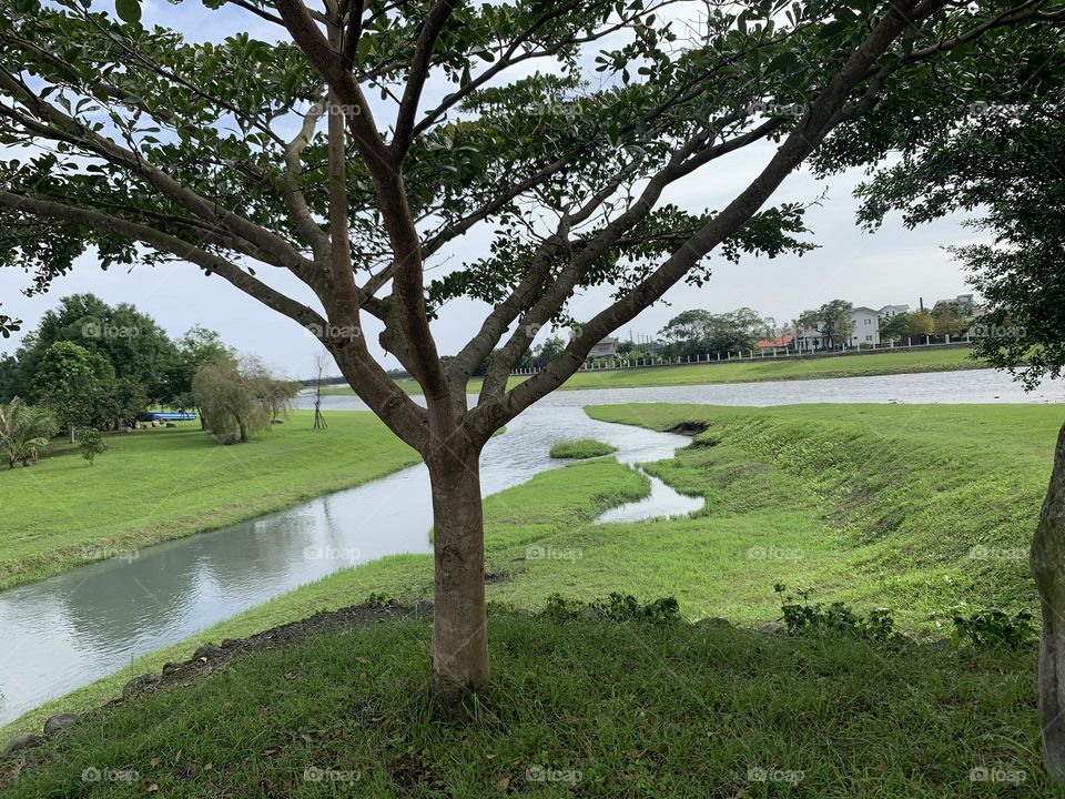 Tree and river