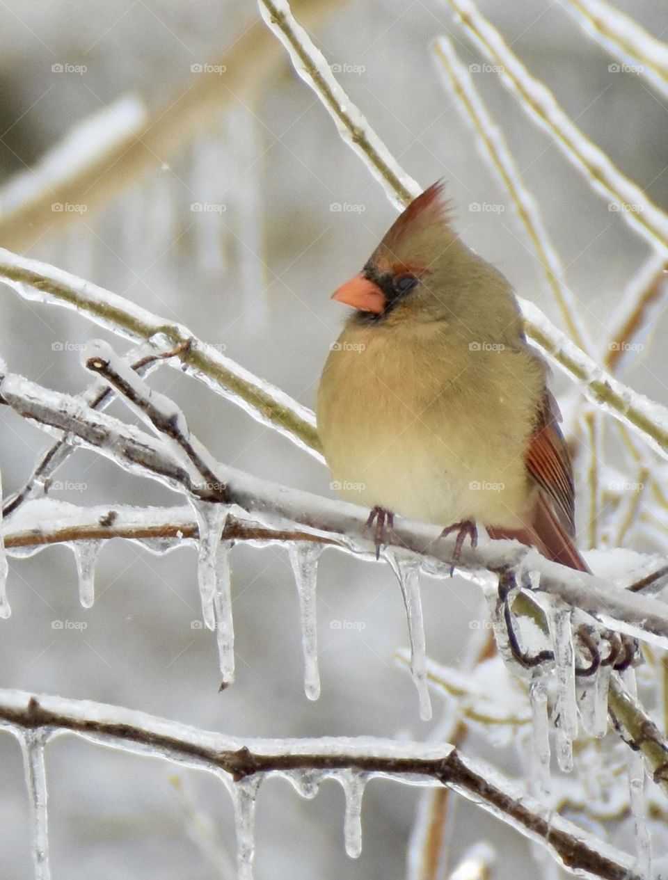 Female northern cardinal on ice covered branch