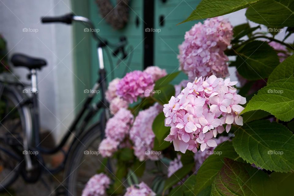 Rose hydrangea blooms 