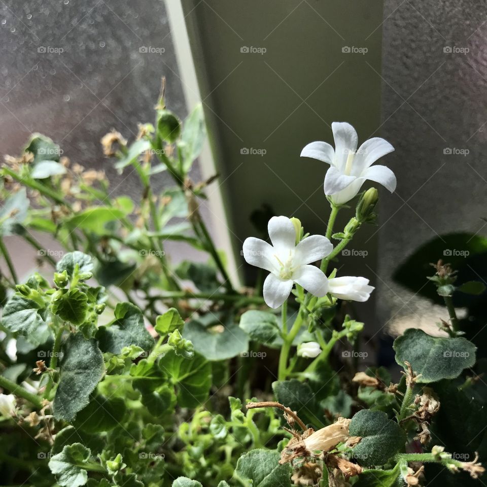 Little white flower friends