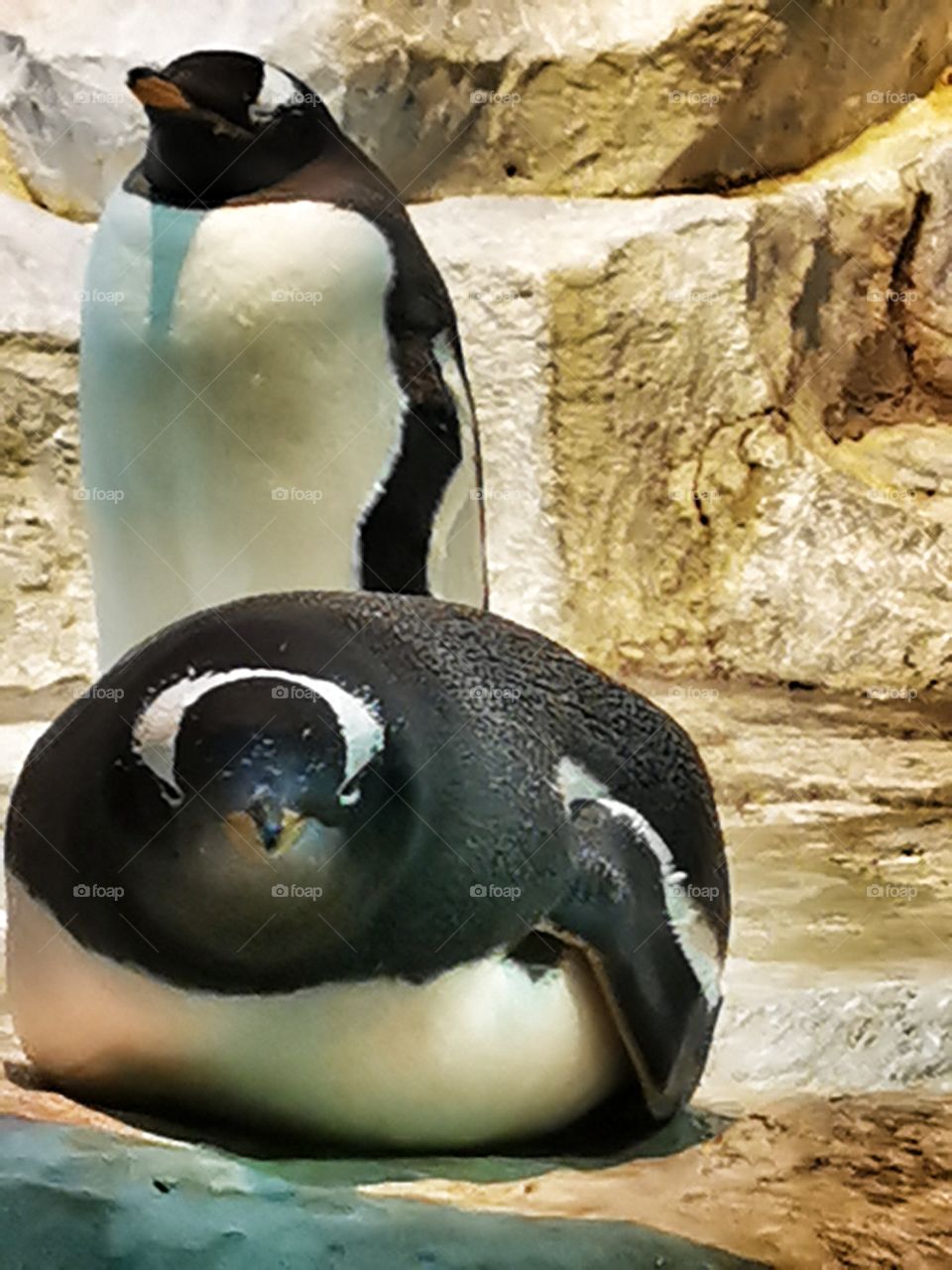 Два пингвина