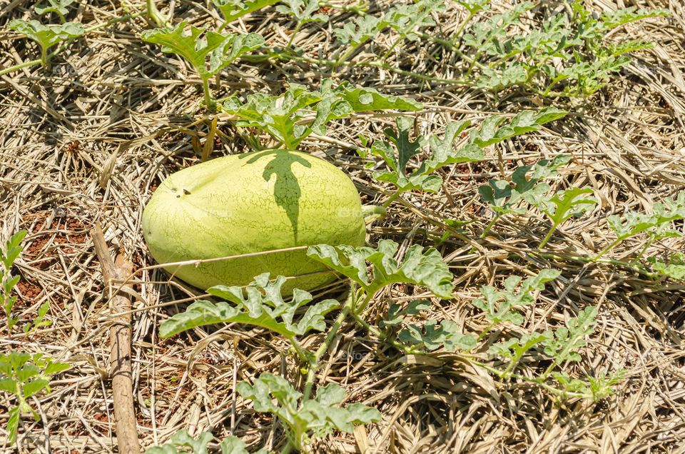 Watermelon In Garden