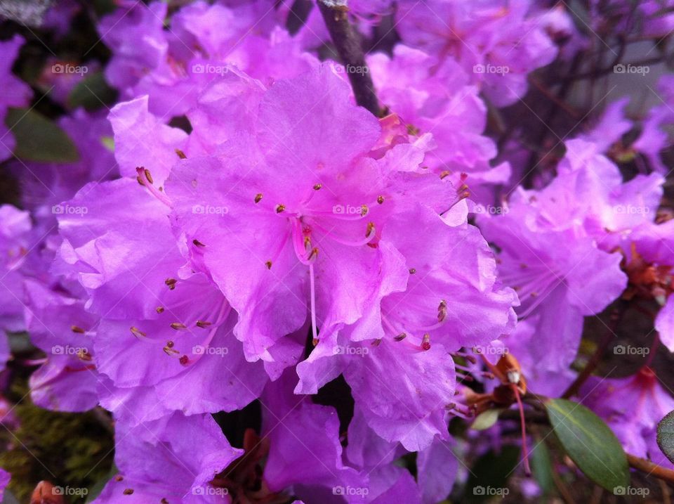 Rhododendron 