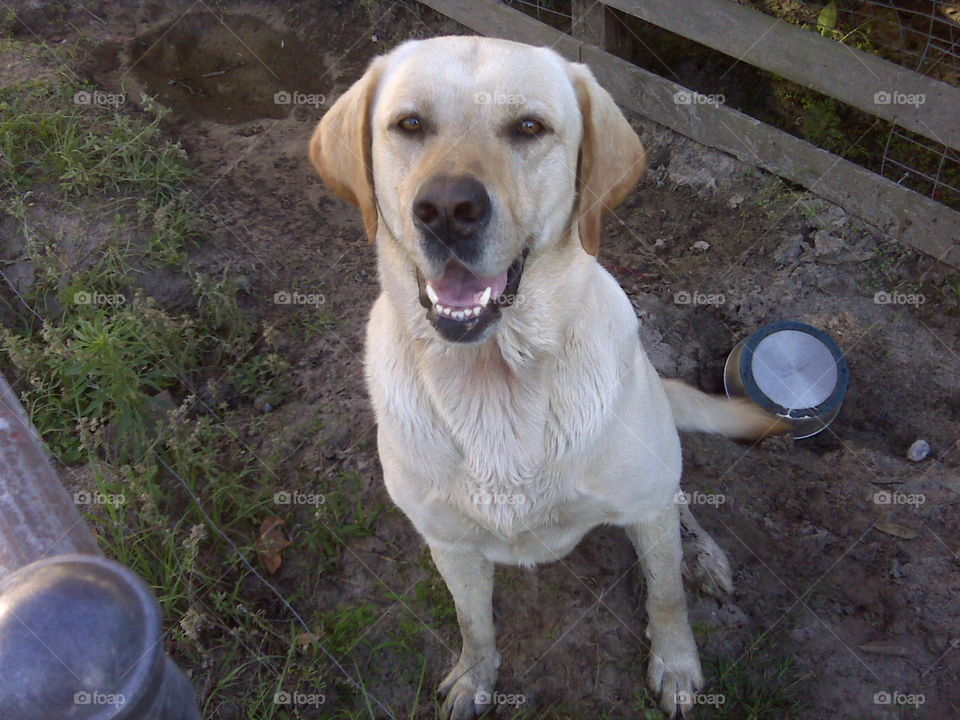 labrador