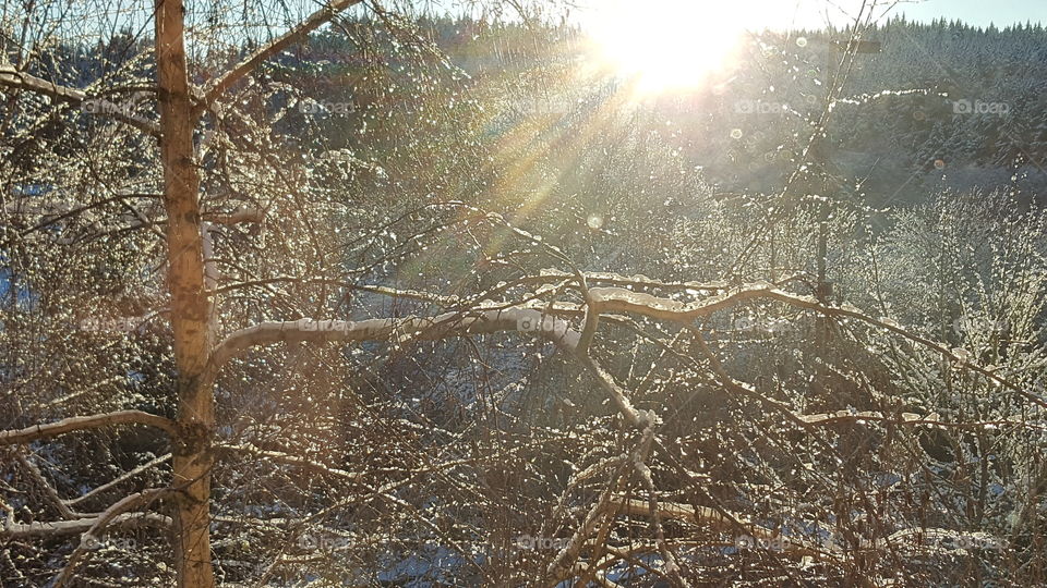 Forest in winter