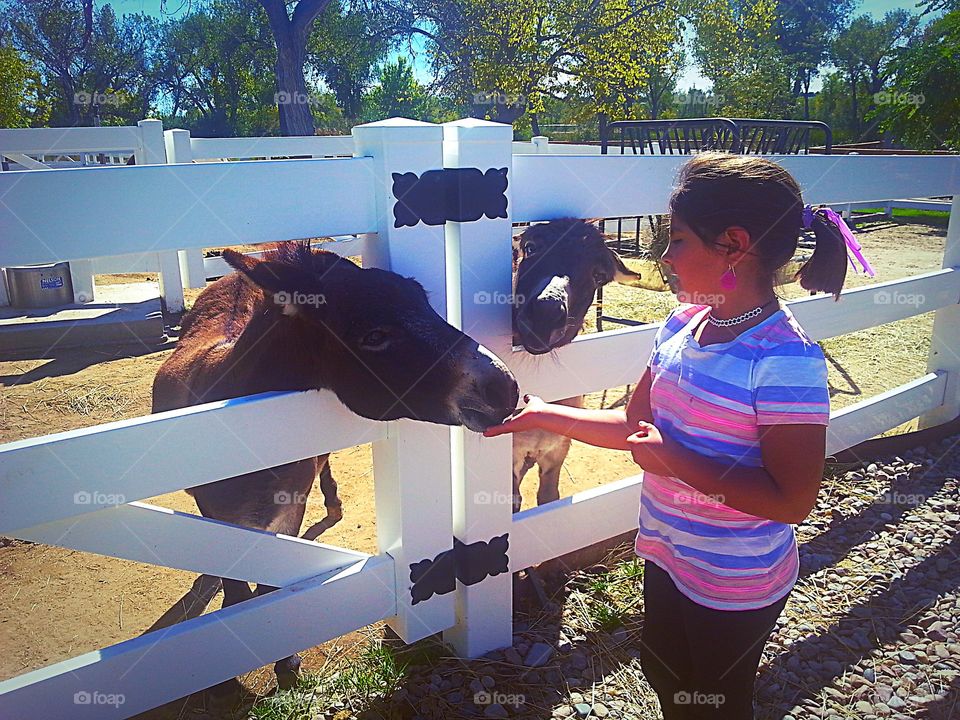 Donkeys . Daughter feeding donkeys 